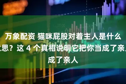 万象配资 猫咪屁股对着主人是什么意思？这 4 个真相说明它把你当成了亲人